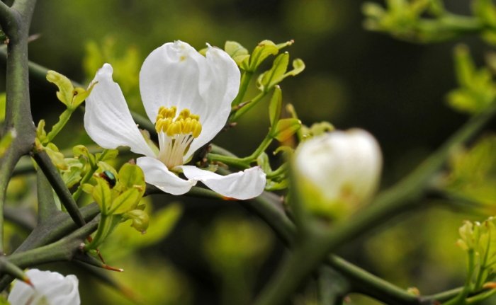 枳花功效 枳花功效