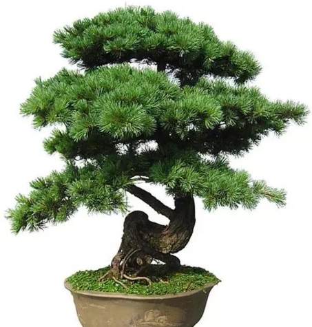 松樹變黃處理 松樹變黃處理