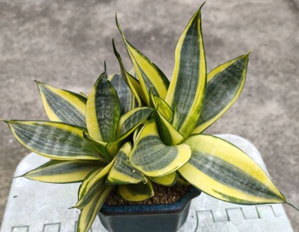 虎尾蘭換盆 虎尾蘭換盆