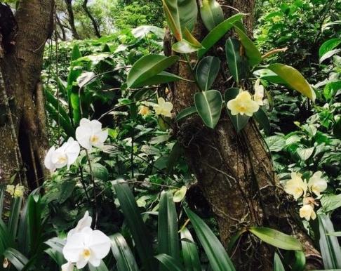 巴西里種植方法