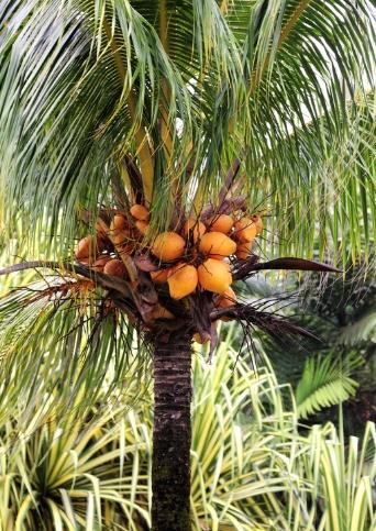 黃椰子功效 黃椰子功效