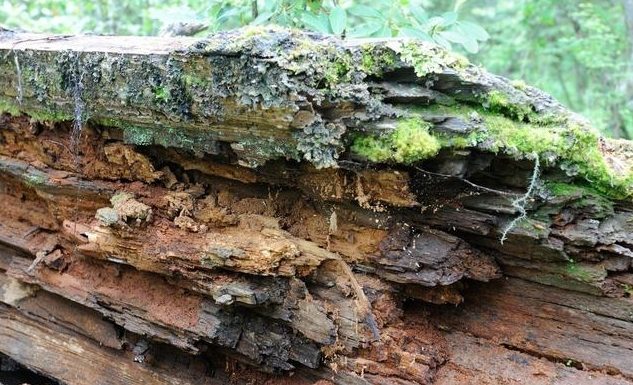 木材防霉方法 木材防霉方法