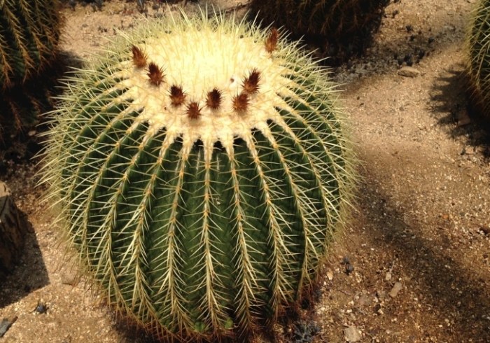 仙人掌變黃變軟處理