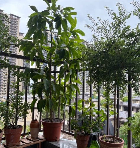 玉蘭花盆栽 玉蘭花盆栽