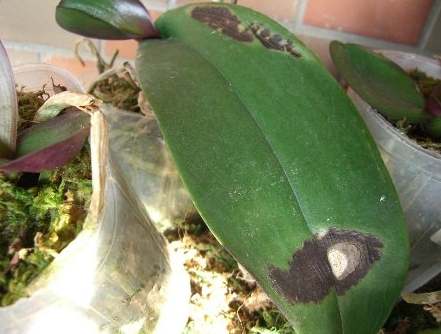 蝴蝶蘭病害 蝴蝶蘭病害