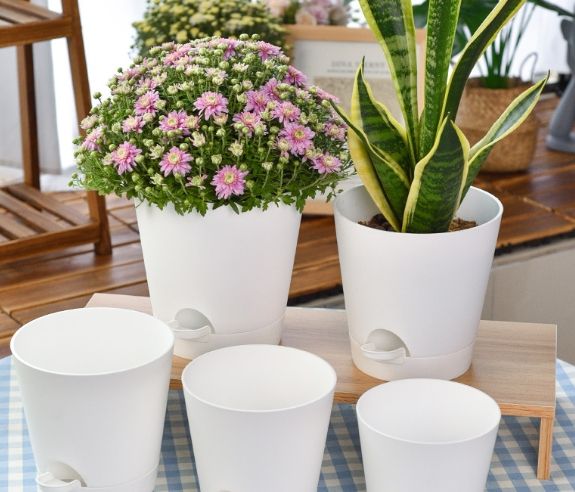 花盆白白的 花盆白白的