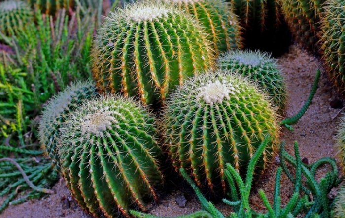 室內仙人掌養護 室內仙人掌養護