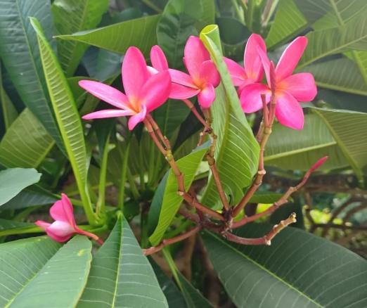 雞蛋花開花季節 雞蛋花開花季節