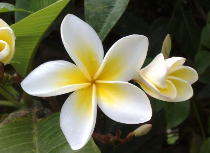 驅蚊植物 驅蚊植物