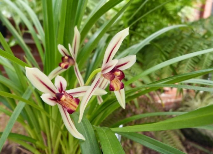 延長蘭花開花時間 延長蘭花開花時間