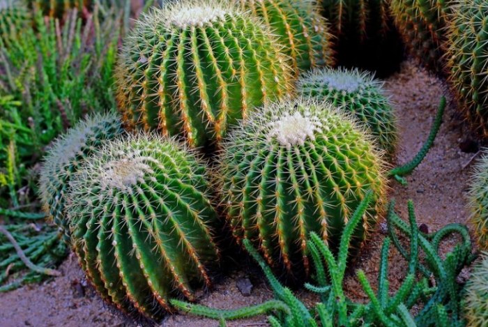 仙人掌多久浇水一次 仙人掌多久浇水一次