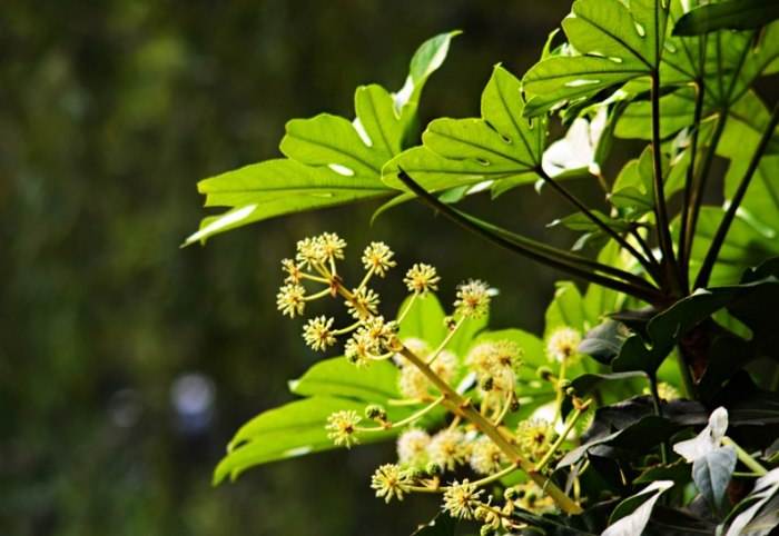 植物葉子變軟 植物葉子變軟