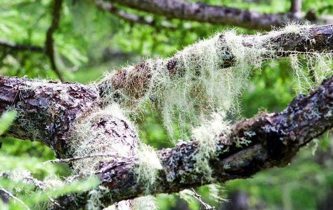 松蘿綁紮技巧 松蘿綁紮技巧