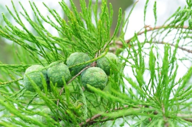 松果辨識方法 松果辨識方法