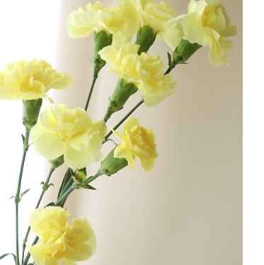 桔梗花花語 桔梗花花語