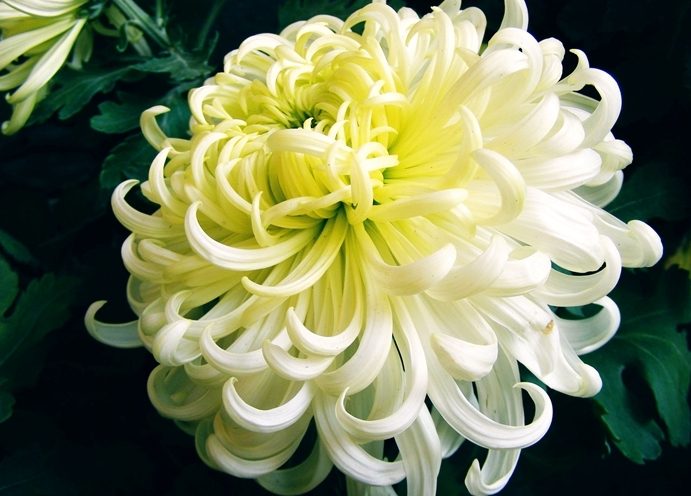 菊花多年生 菊花多年生