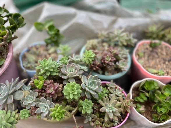 多肉植物土壤配方