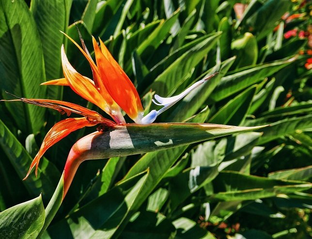 天堂鳥養護技巧 天堂鳥養護技巧