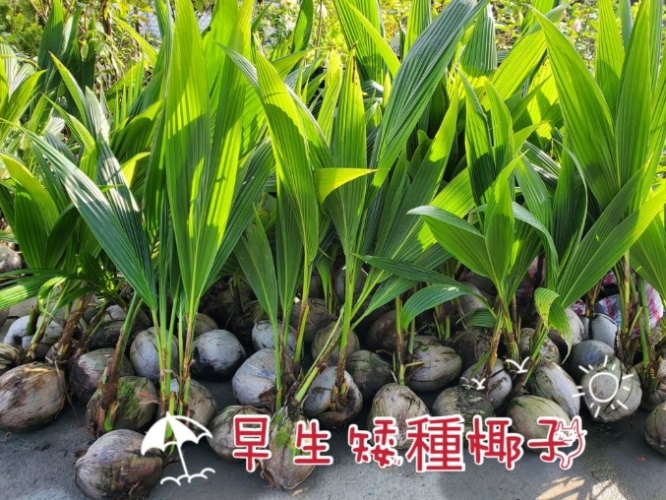 矮種椰子種植 矮種椰子種植