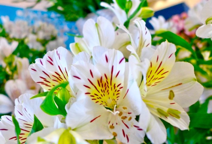 六出花養護 六出花養護