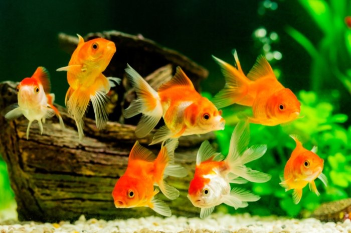 水族魚類飼養 水族魚類飼養