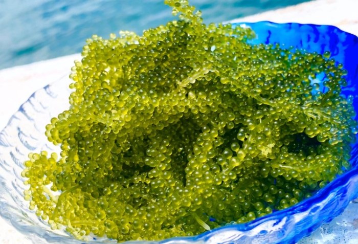 海葡萄採收體驗