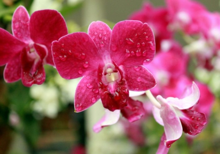 蘭花養護技巧 蘭花養護技巧