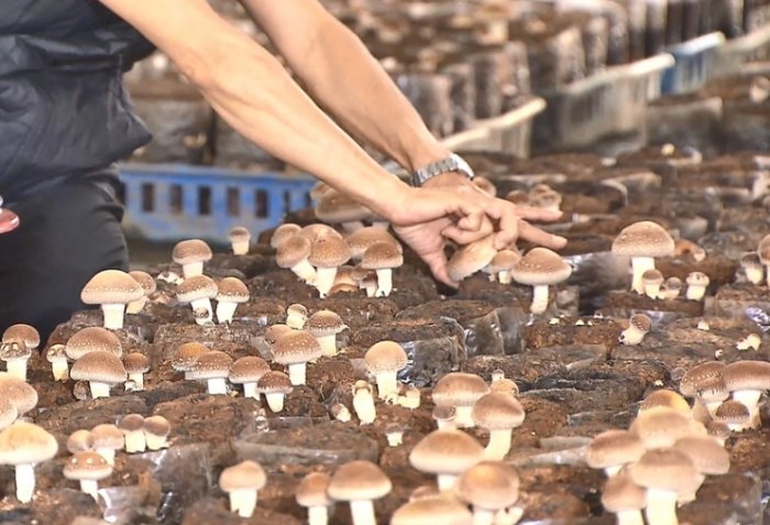 大陸香菇入境台灣 大陸香菇入境台灣