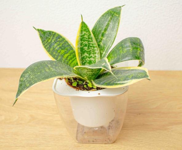 虎尾蘭澆水頻率 虎尾蘭澆水頻率