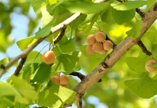 銀杏樹栽培技巧 銀杏樹栽培技巧