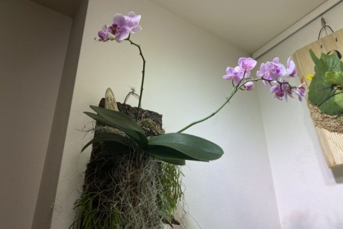 蘭花上板方法 蘭花上板方法