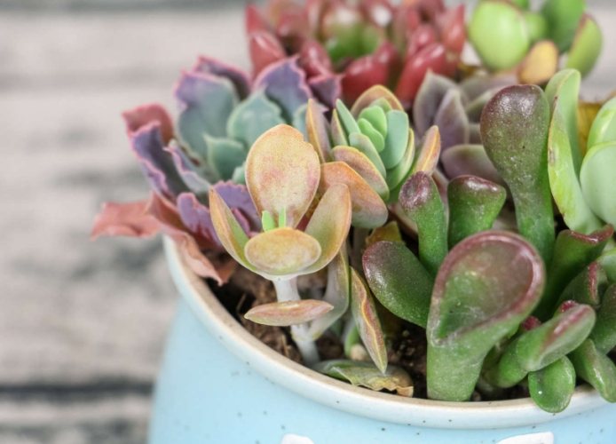 多久澆一次水 多久澆一次水