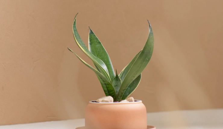 不用曬太陽的盆栽