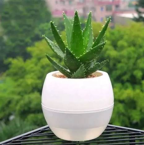 懒人花盆缺点 懒人花盆缺点