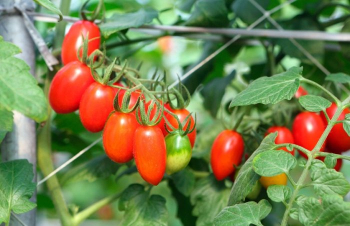番茄不開花原因 番茄不開花原因