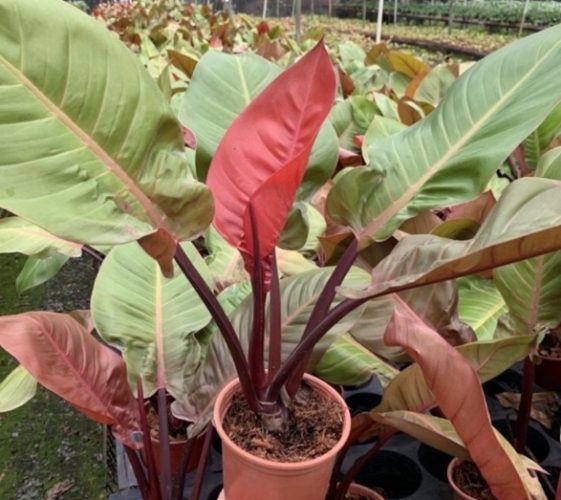 彩虹帝王蔓綠絨照顧