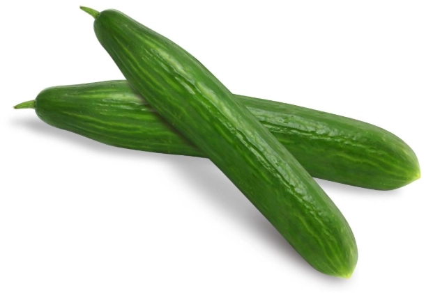 北部小黃瓜種植時間