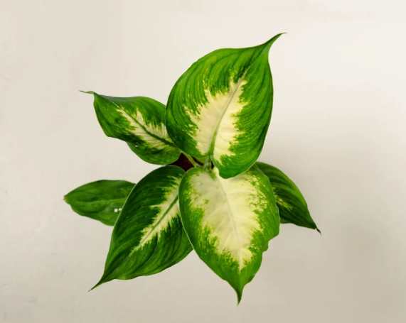 白玉黛粉葉種植