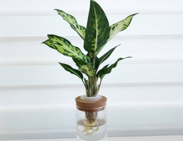 萬年青養護方法 萬年青養護方法