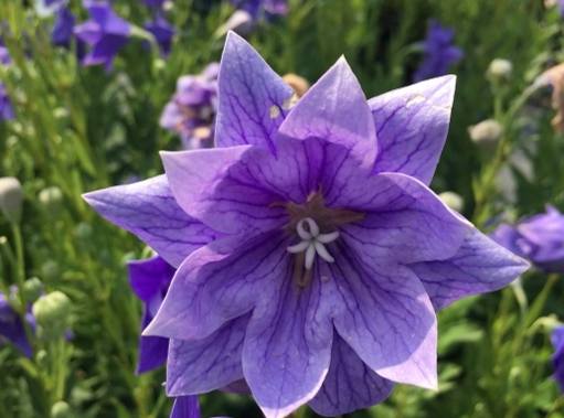 桔梗紫色 搭配技巧 桔梗紫色 搭配技巧