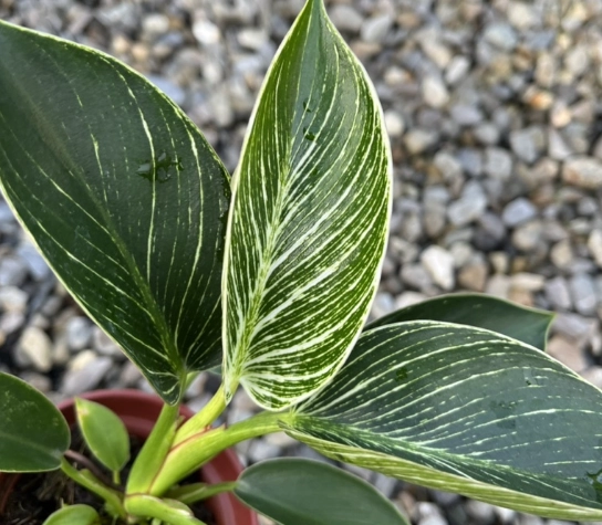 鉑金蔓綠絨換盆