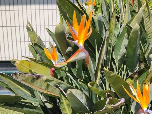 天堂鳥養護技巧 天堂鳥養護技巧