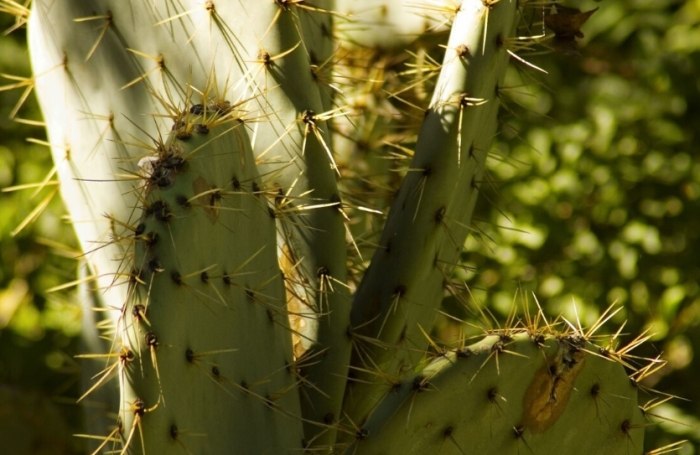 仙人掌種子發芽時間