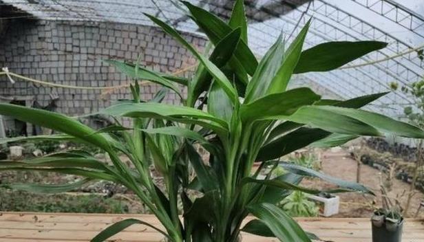 植物葉尖枯黃 植物葉尖枯黃