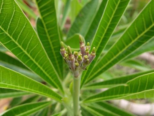 雞蛋花葉子焦黃 雞蛋花葉子焦黃