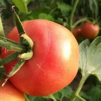 番茄著果劑效果