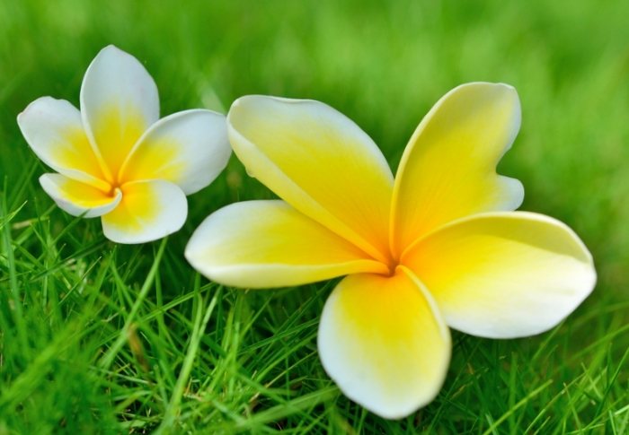 雞蛋花養護技巧 雞蛋花養護技巧