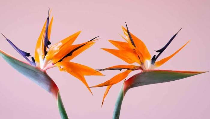 天堂鳥種植技巧 天堂鳥種植技巧