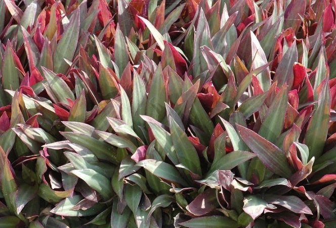 小蚌蘭照顧技巧 小蚌蘭照顧技巧