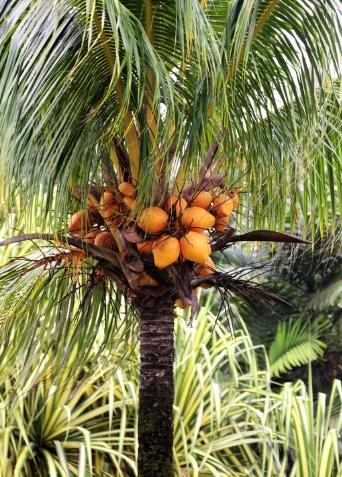 黃椰子果實食用 黃椰子果實食用
